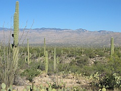 128 Saguaro National Park